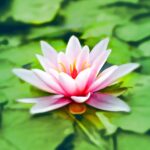 aquatic bloom blooming blossom