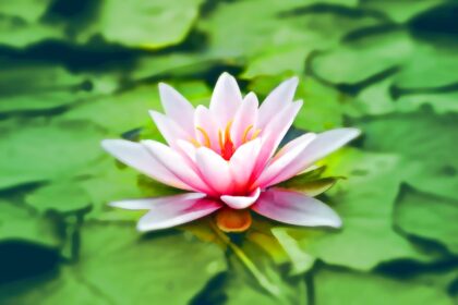 aquatic bloom blooming blossom