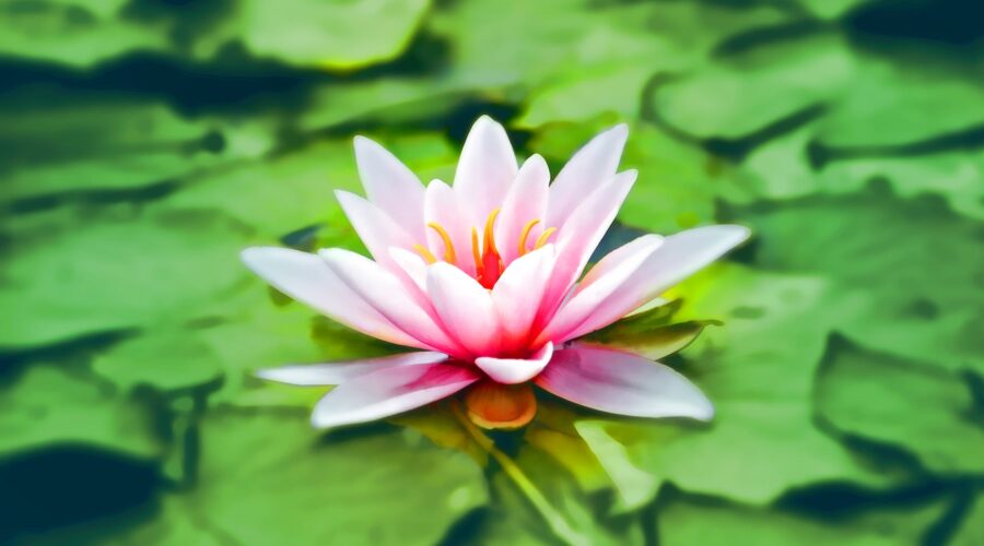 aquatic bloom blooming blossom