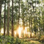 photo of trees during daytime