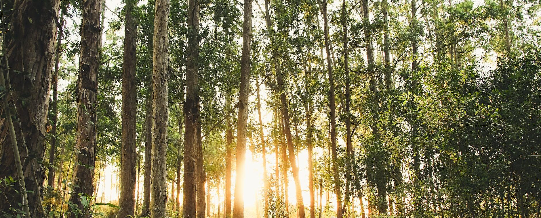 photo of trees during daytime